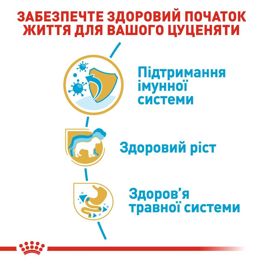 Jack Russell Terrier Puppy