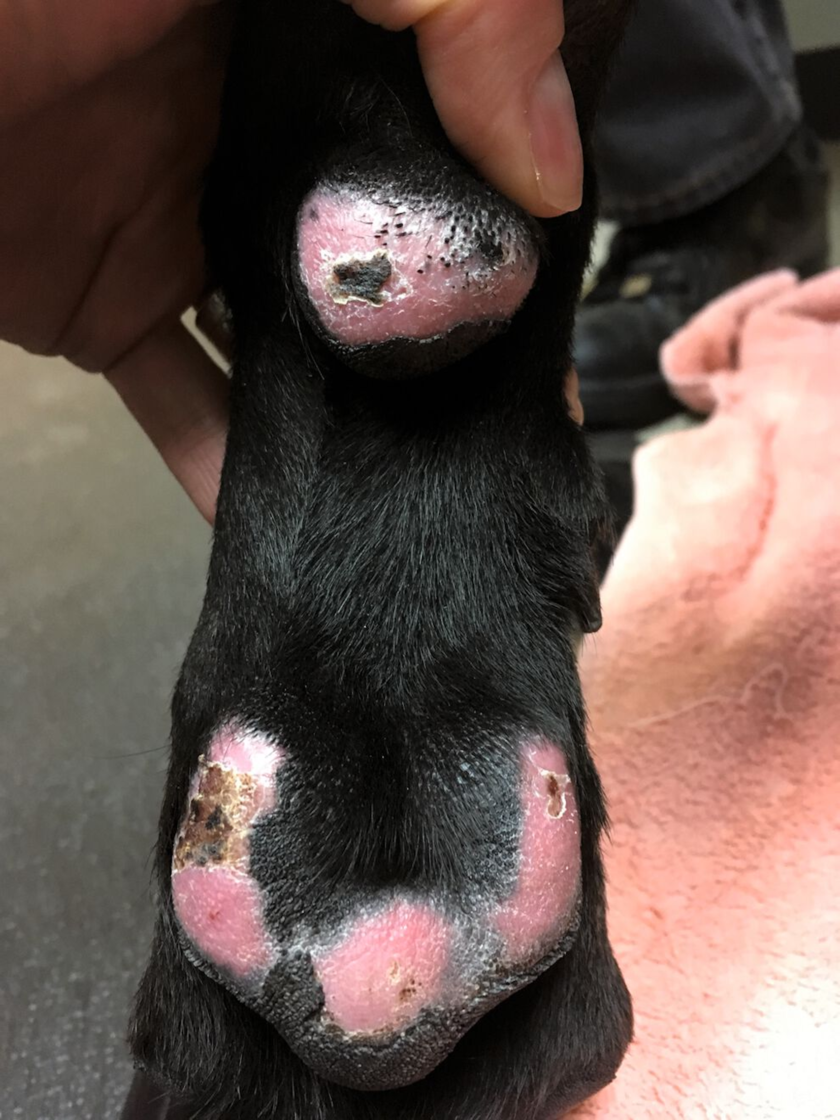 Cane da lavoro: lesioni in via di guarigione delle zampe e dei polpastrelli causate da condizioni ambientali termiche. 
