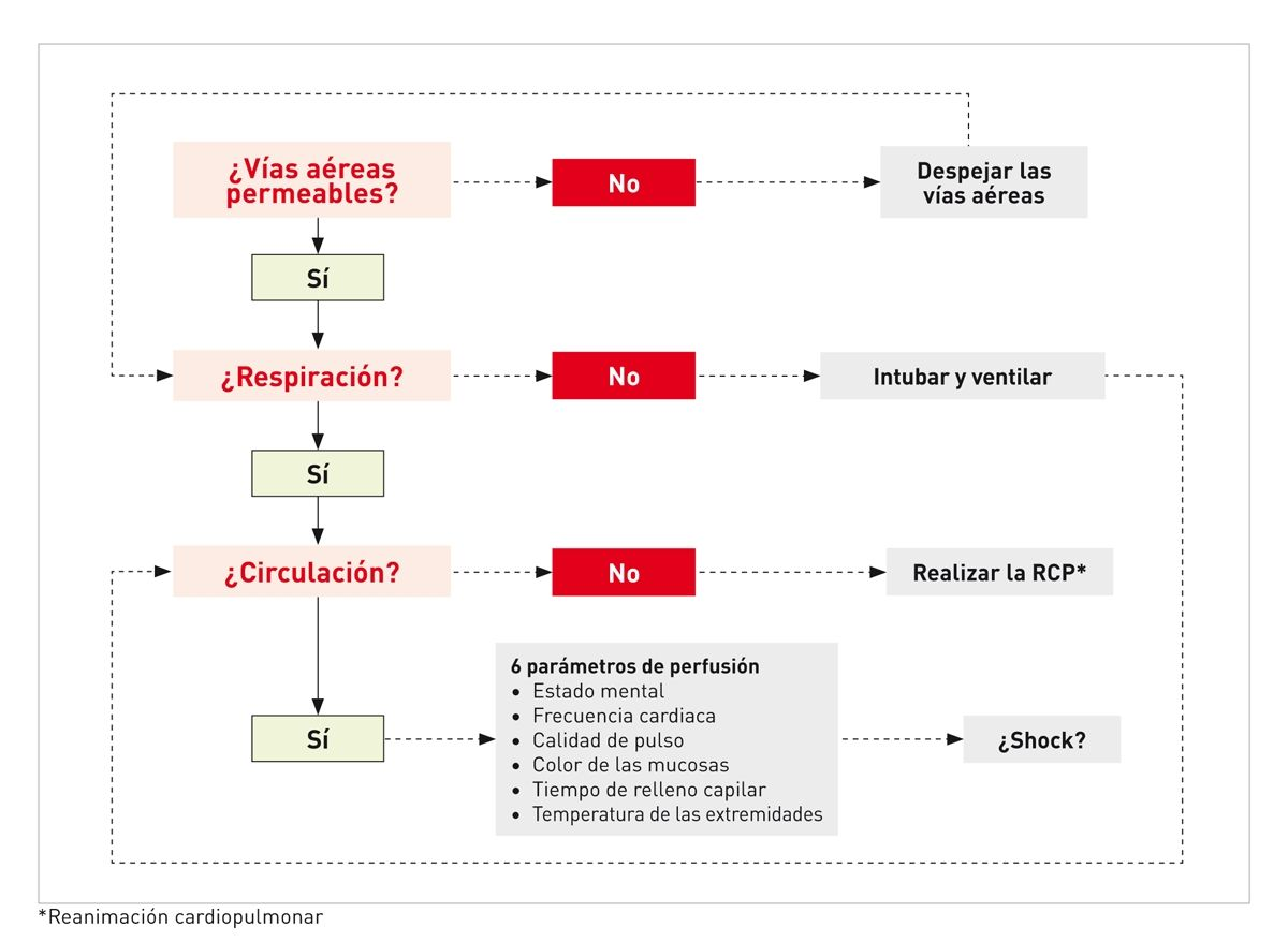 Algoritmo “ABC”, útil para la evaluación de la permeabilidad de las vías aéreas, la respiración y la circulación, que indica la manera adecuada de actuar.
