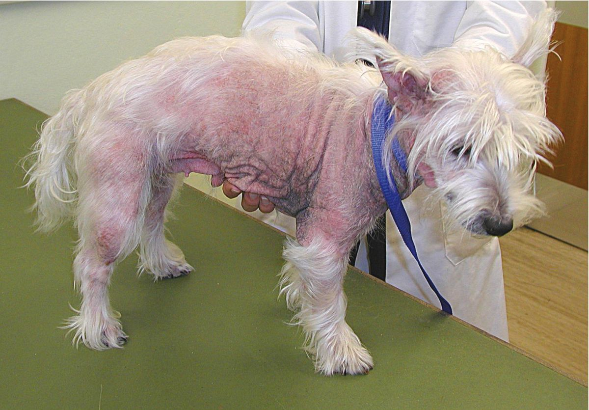 Severe chronic atopic dermatitis in a West Highland White Terrier with extensive inflammation, secondary infections, otitis and pododermatitis. Broad-spectrum agents such as glucocorticoids and ciclosporin would be more appropriate in managing the range of this dog’s problems, as oclacitinib and lokivetmab may reduce the pruritus but mask ongoing inflammation and infection. These drugs would be more appropriate once the initial inflammation and infection are controlled. 