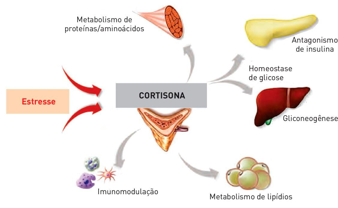 Efeitos dos glicocorticoides endógenos (cortisona) em diferentes tecidos do corpo