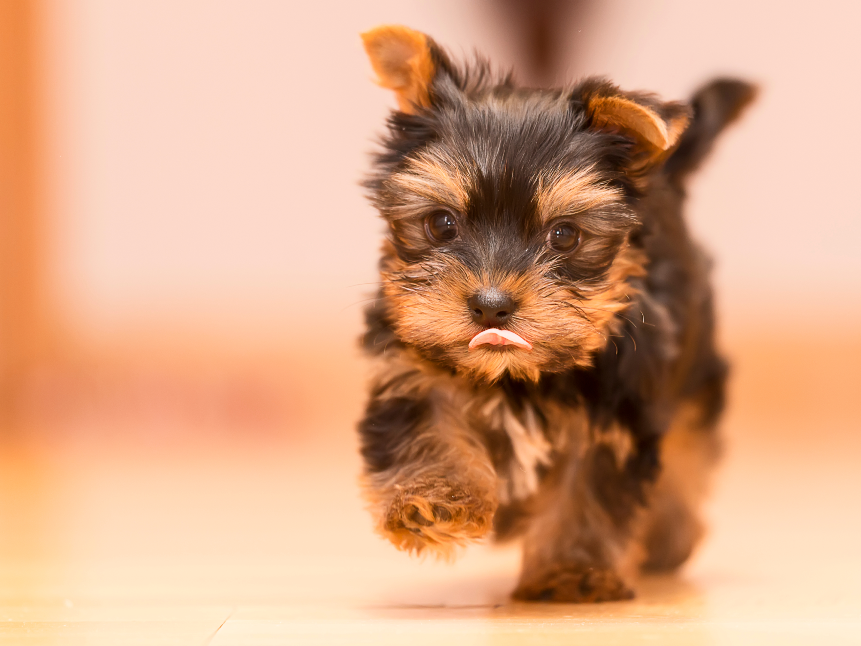 Cachorro de Yorkshire terrier dentro de casa