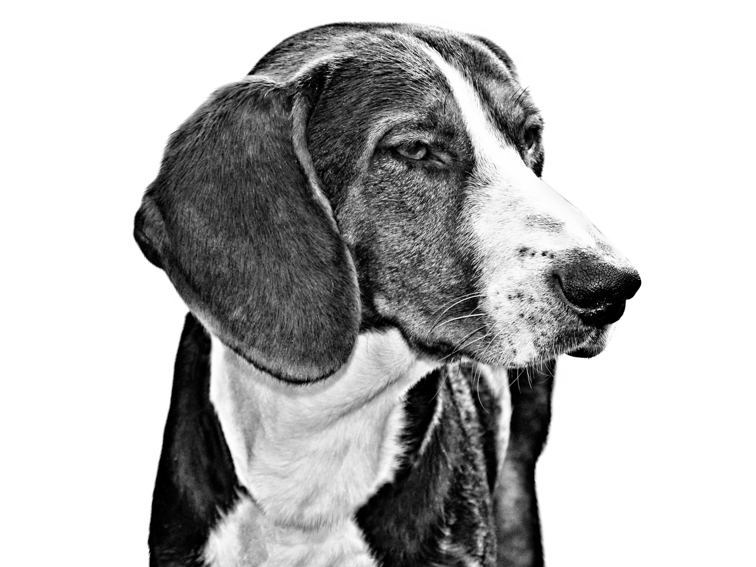 black and white Serbian Tricolor Hound adult