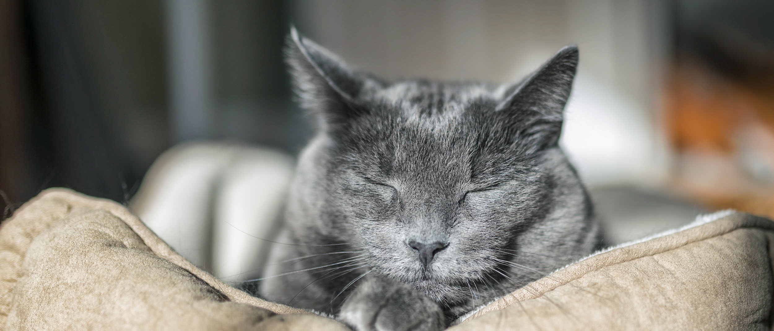 Eine schwarze Katze mit angegrauter Schnauze liegt auf einem Kissen. Sie ist direkt von vorn aufgenommen, sodass nur ihr Kopf scharf ist.