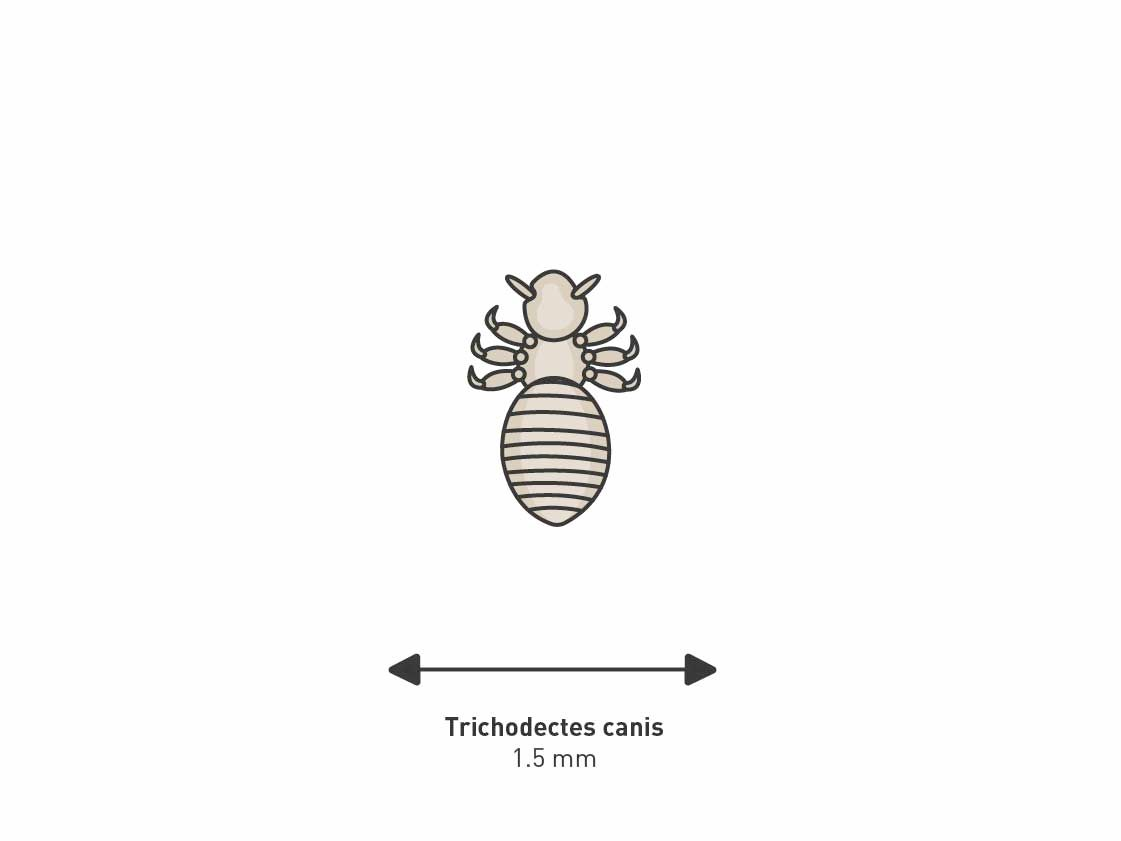 Illustration of a lice