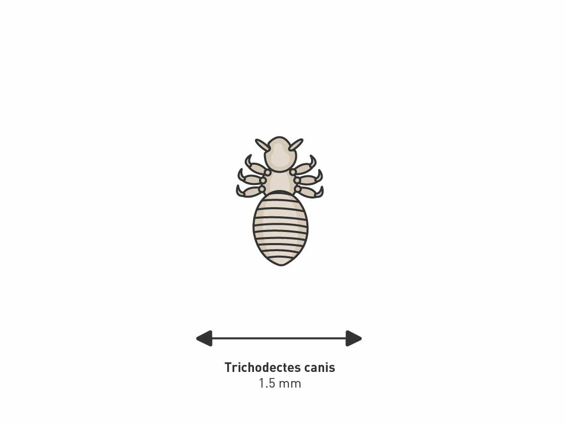 Illustration of lice