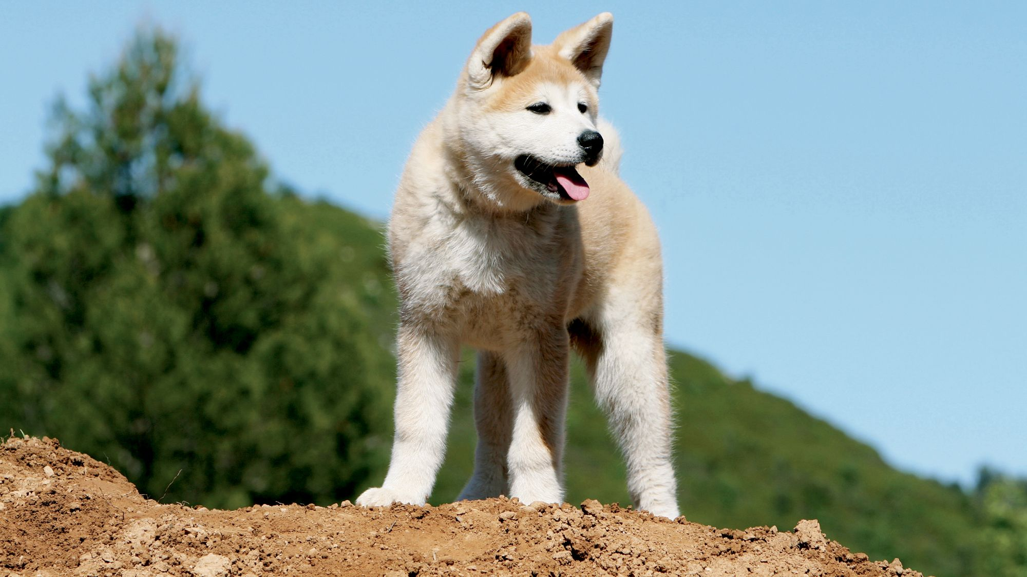Akita Inu se tenait sur un monticule de boue, haletant