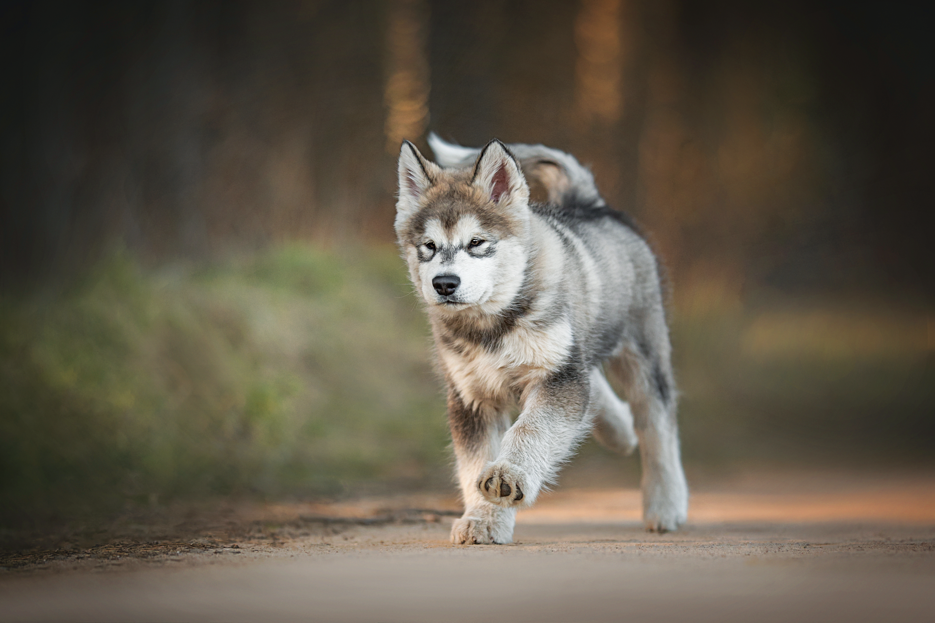 Eukanuba husky hot sale