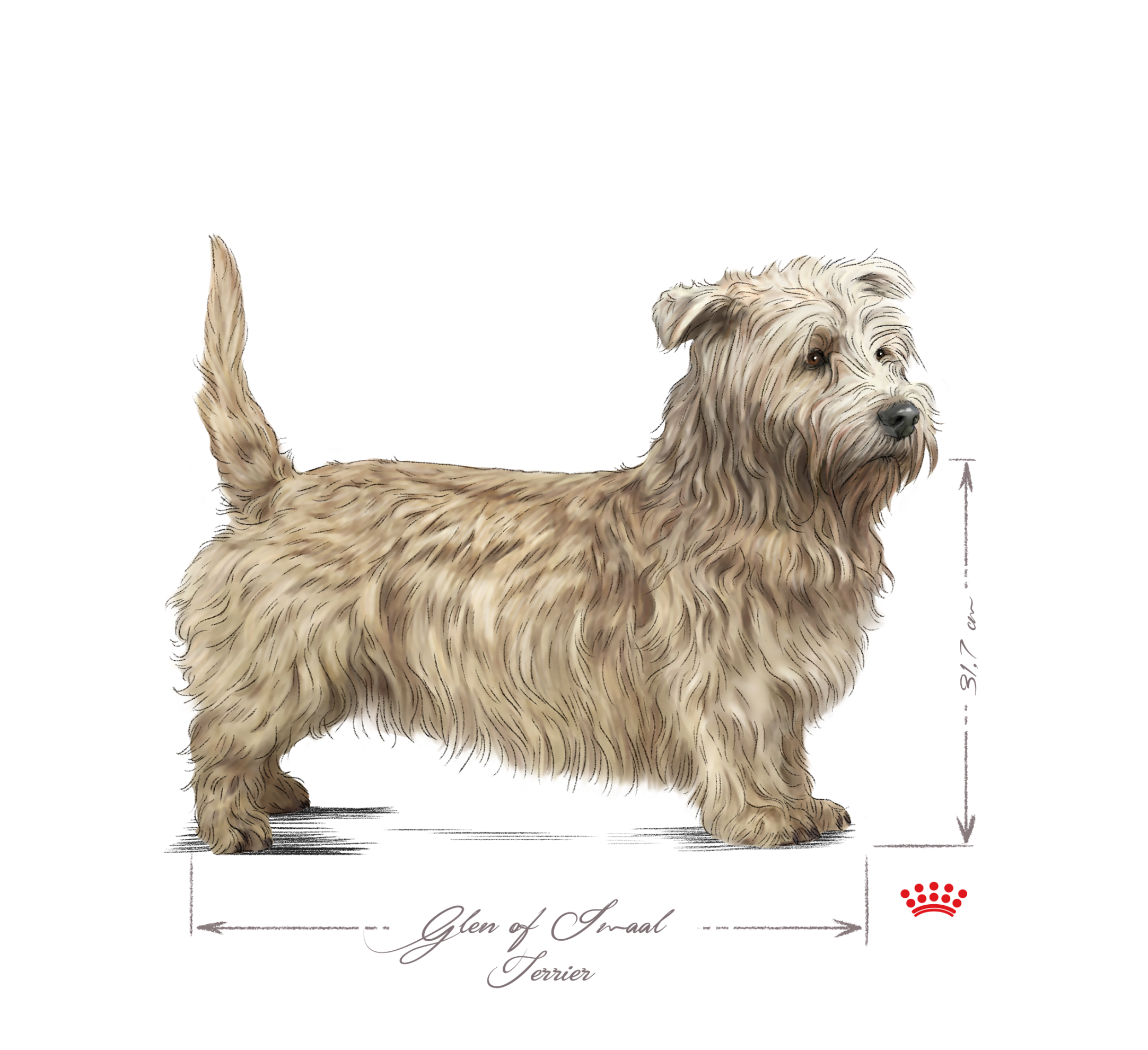 Irish Glen of Imaal Terrier adult black and white