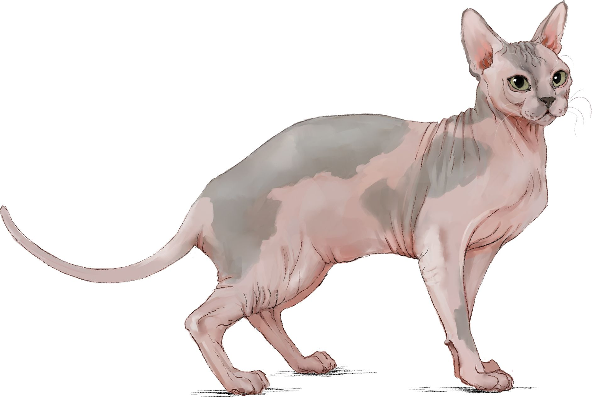 Side view illustration of Don Sphynx