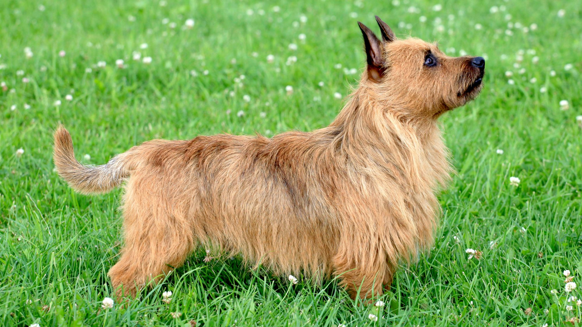 Australian Terrier standing in grass facing the right 