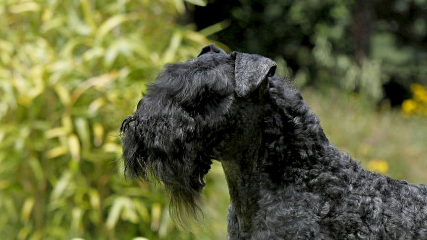 Kerry Blue Terrier looking to the side in front of a bush