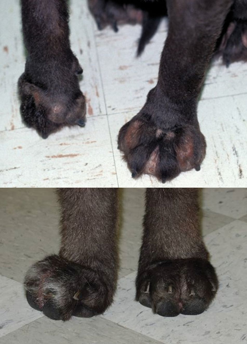 Wtórne zmiany przy pododermatitis mogą obejmować ciężkie zapalenie bakteryjne oraz wywołane pozostałościami włosów i powodujące obrzęk – bolesność i zwłóknienia.