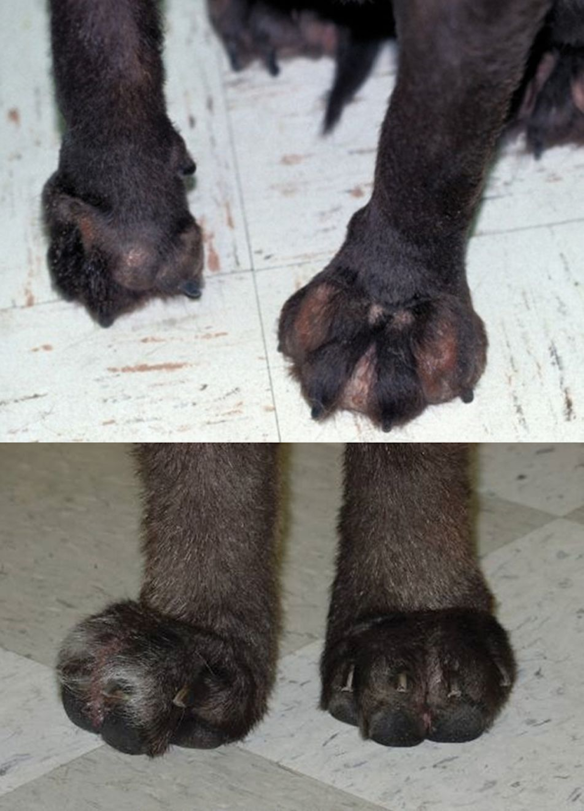 How To Treat Pododermatitis On Dog Paws