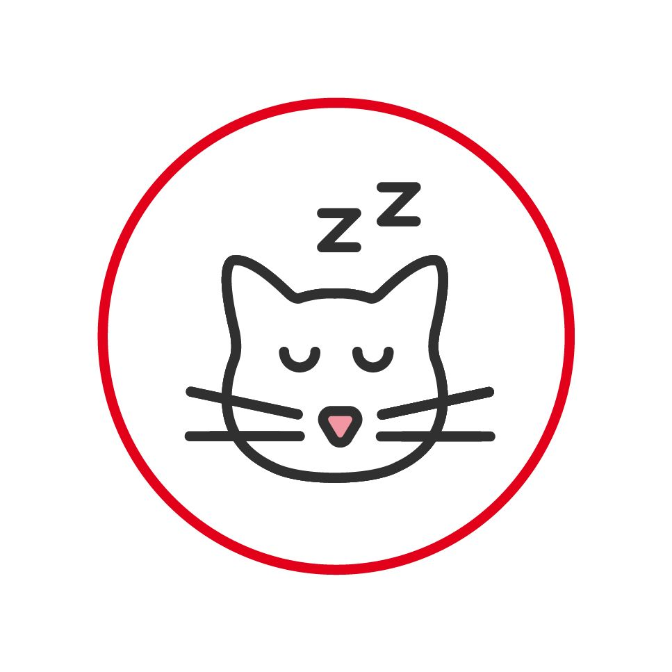 Illustration of a sleeping cat