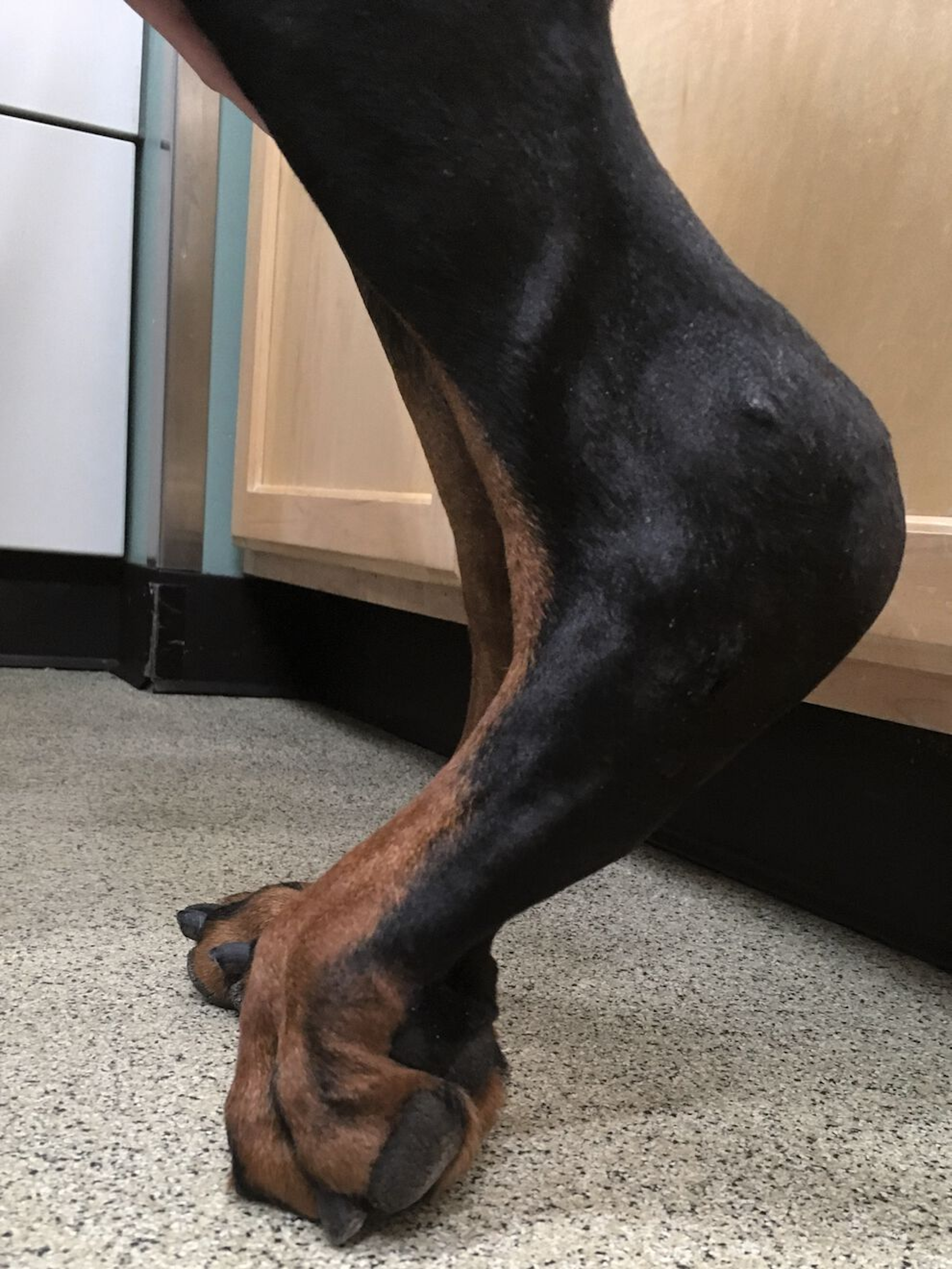 A service dog with an Achilles tendon injury and secondary contracture of the superficial digital flexor tendons. 