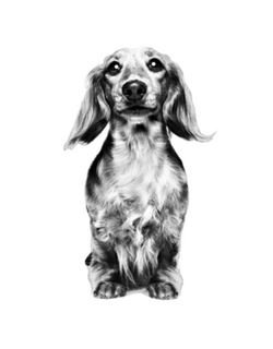 Dachshund puppy jumping in black and white on a white background