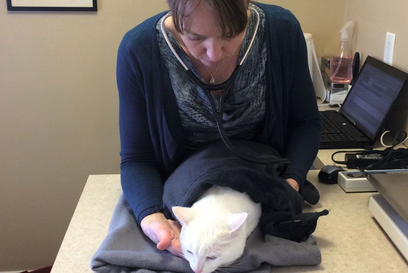 Warm blankets sprayed with pheromone will calm feline patients during their clinic visit