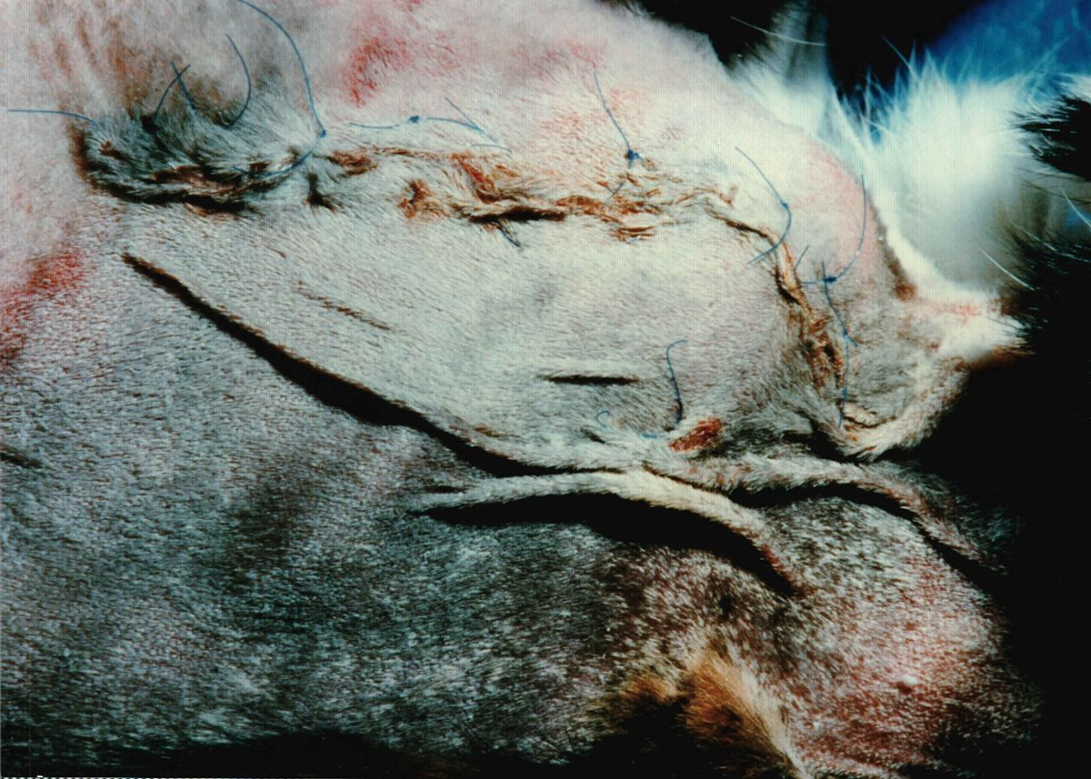 Figure 8. HAC caused by a pituitary tumor in a cat. The fur epilated easily and the skin tore with even mild handling (note the sutured skin). This cat presented with marked bruising, open wounds, paper-thin atonic skin, PU/PD and uncontrolled diabetes mellitus.© Patricia D. White