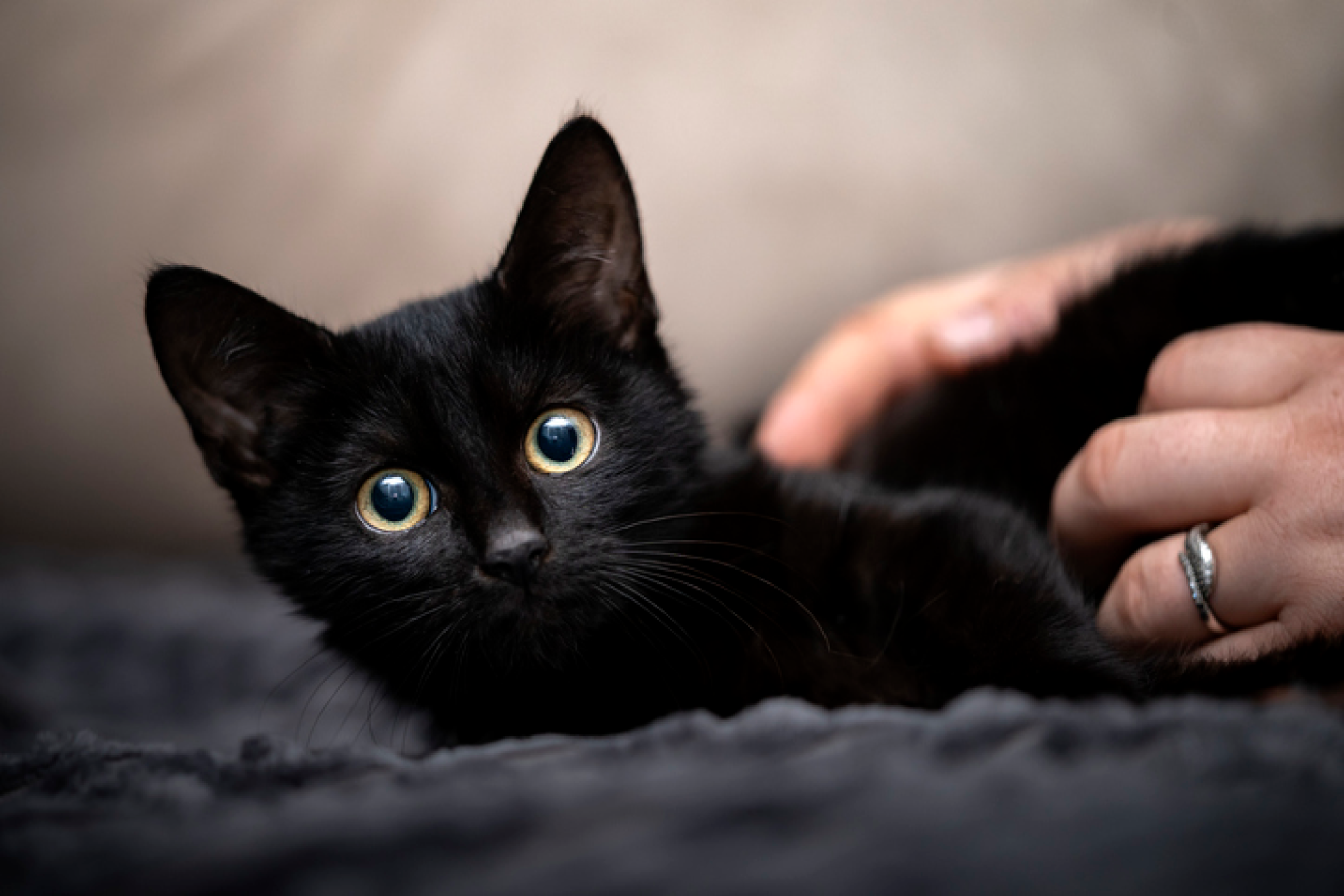Zwarte kat wordt geaaid en kijkt in de camera