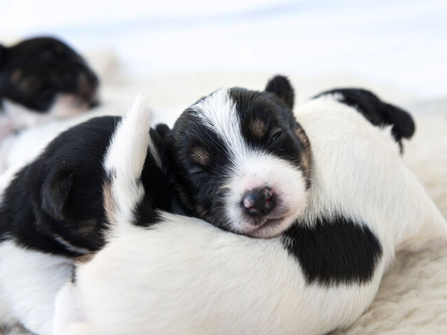 Una cucciolata di cagnolini addormentati che giacciono uno accanto all'altro