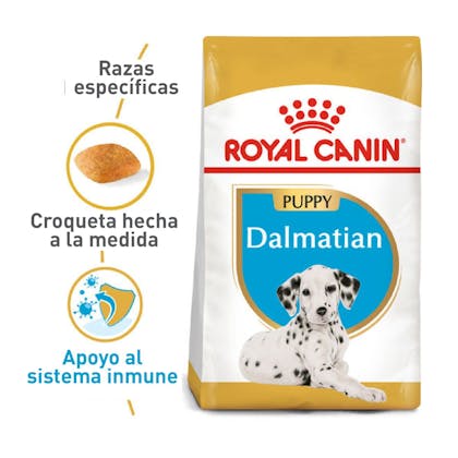 BHN Dalmatian Puppy Colombia 1