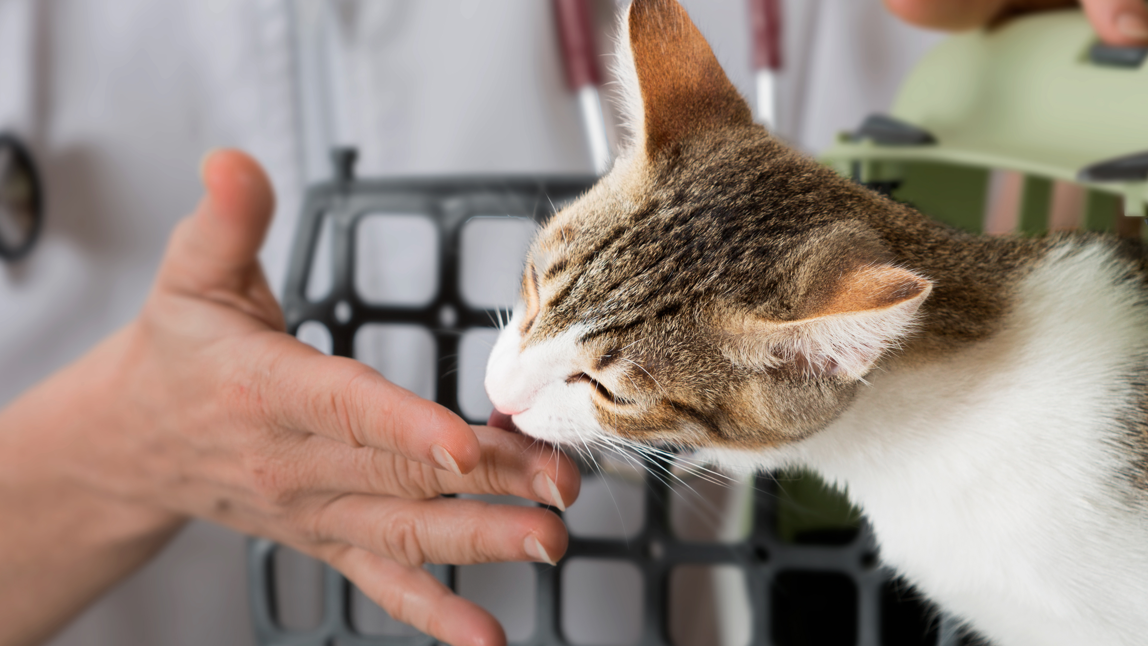 Kitten coming out of a cat carrier at a vet clinic