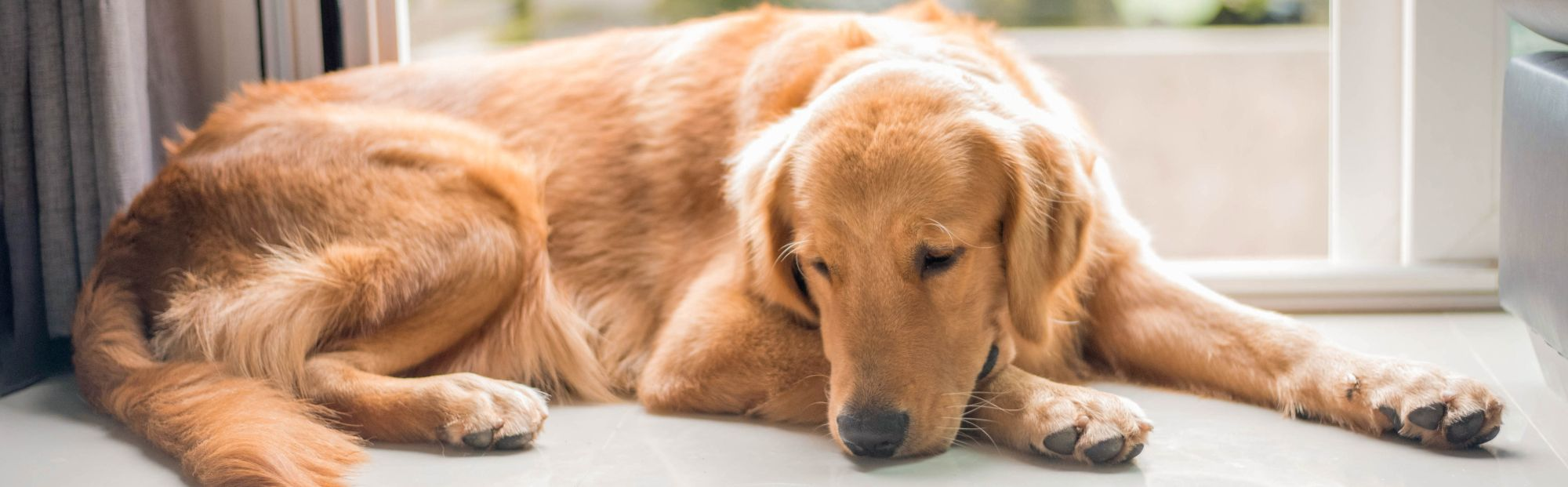 Dog lying down next to a window