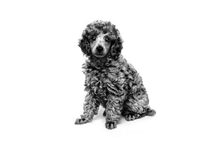 Poodle puppy sitting black and white