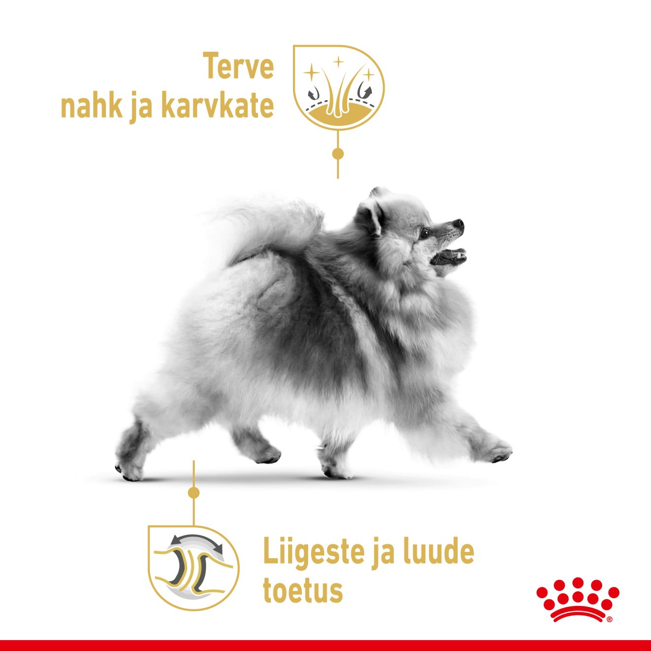 Royal Canin Pomeranian Adult konserv