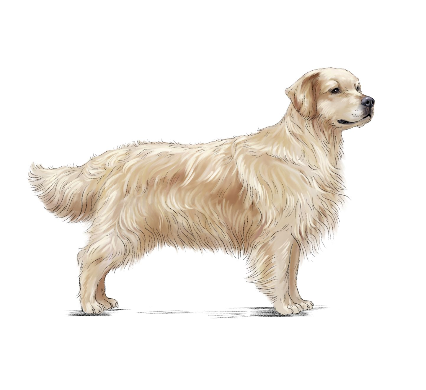 Ilustración de golden retriever beige desde un lado