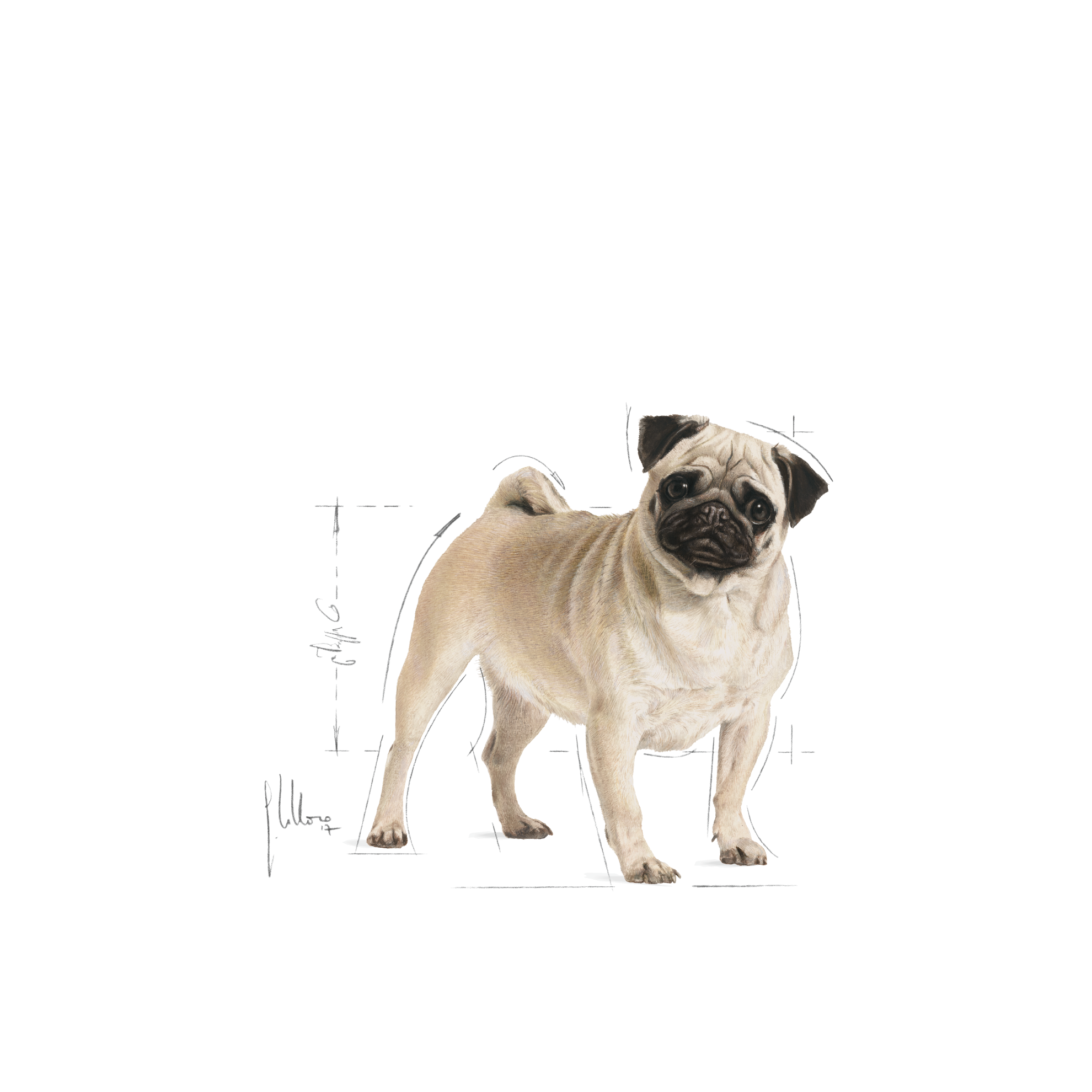 อาหารสุนัขโต พันธุ์ปั๊ก ชนิดเม็ด (PUG ADULT)