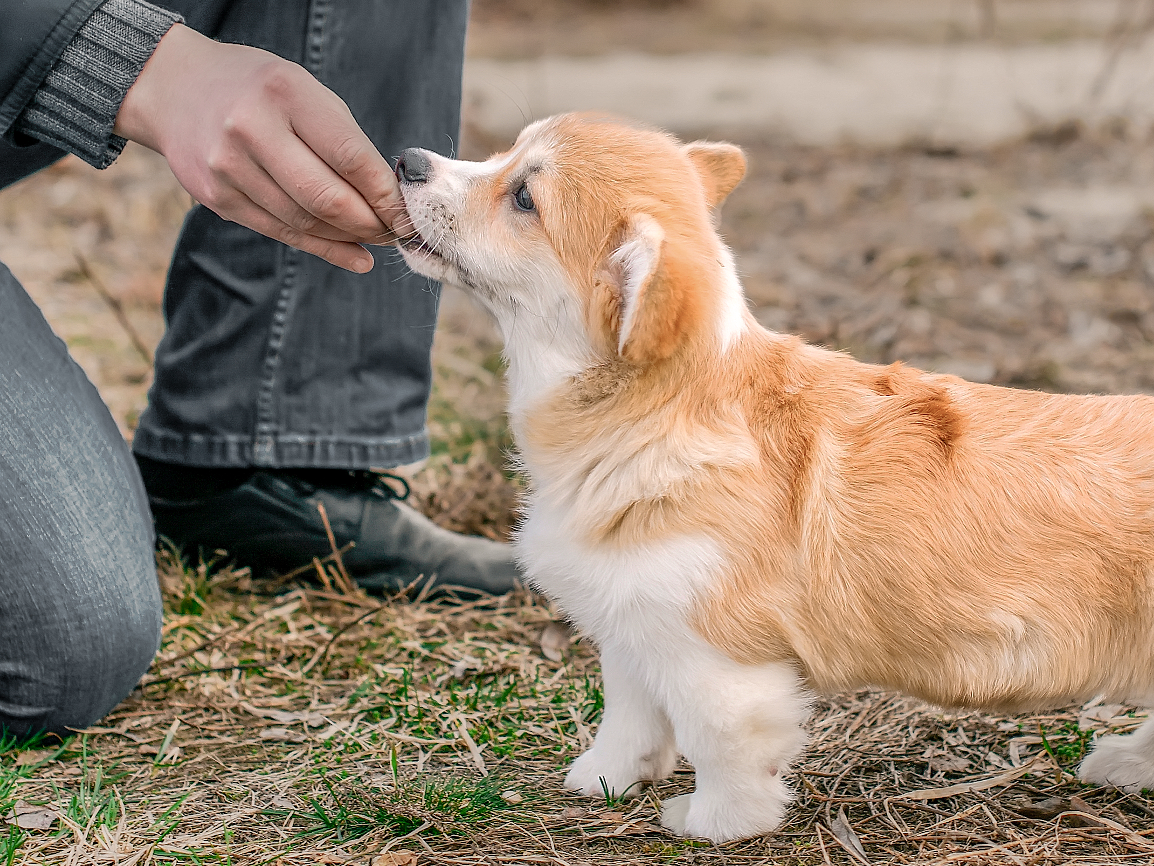 Pembroke Welsh Corgi puppy standing outside being given a treat
