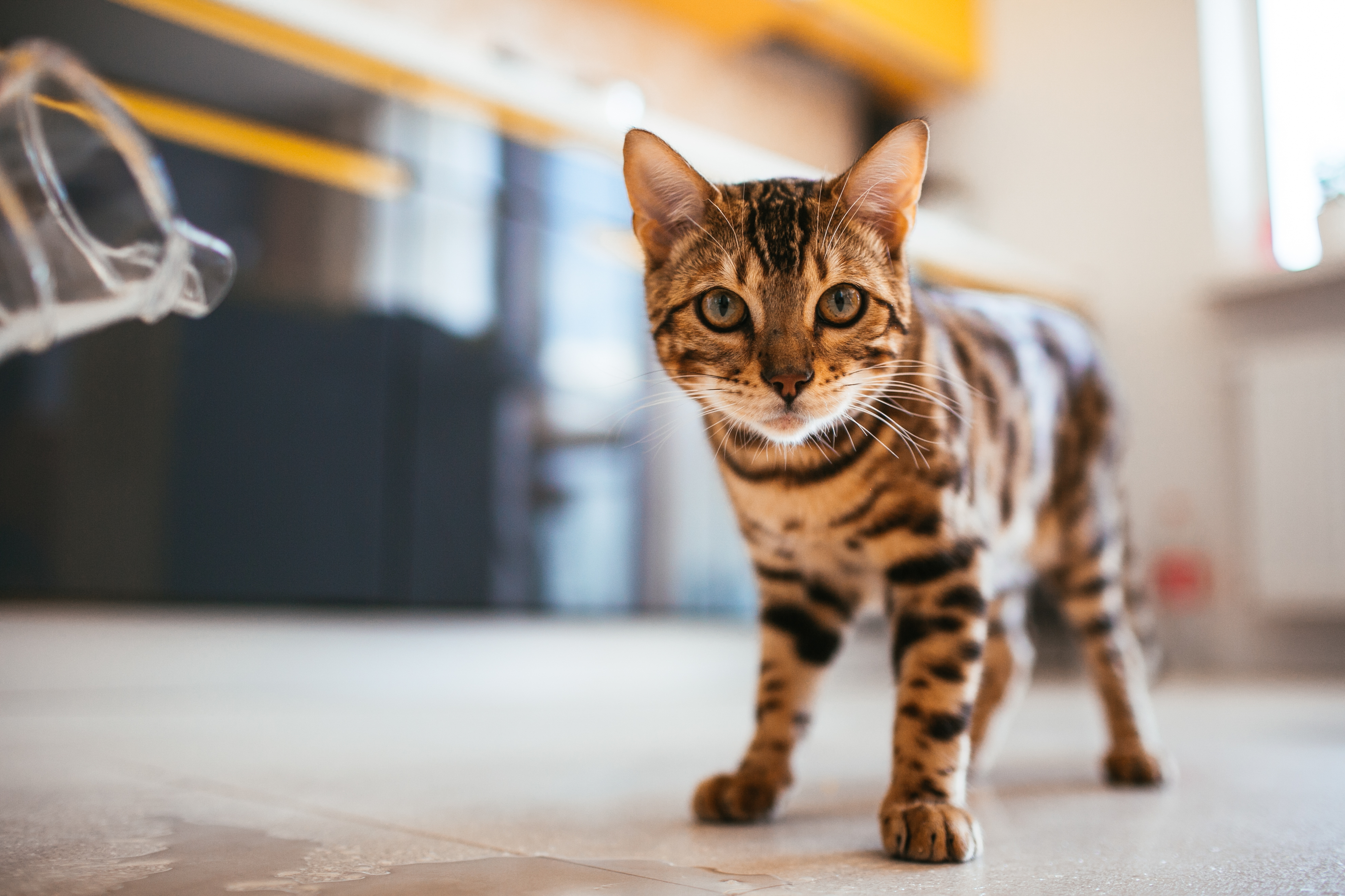 Сколько лет кошке на человеческий возраст - как посчитать возраст кошки по  человеческим меркам | Royal Canin