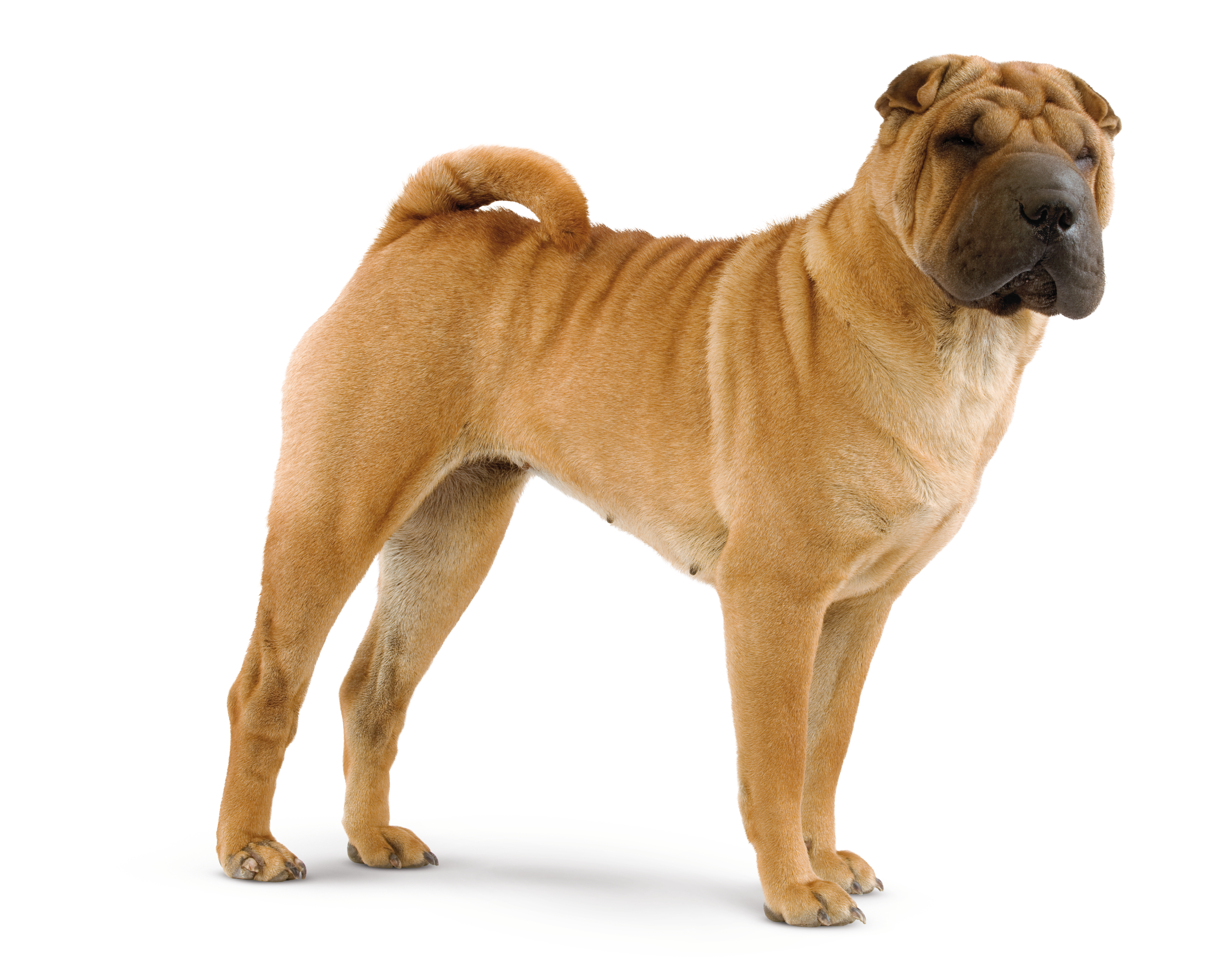 Royal canin store shar pei food