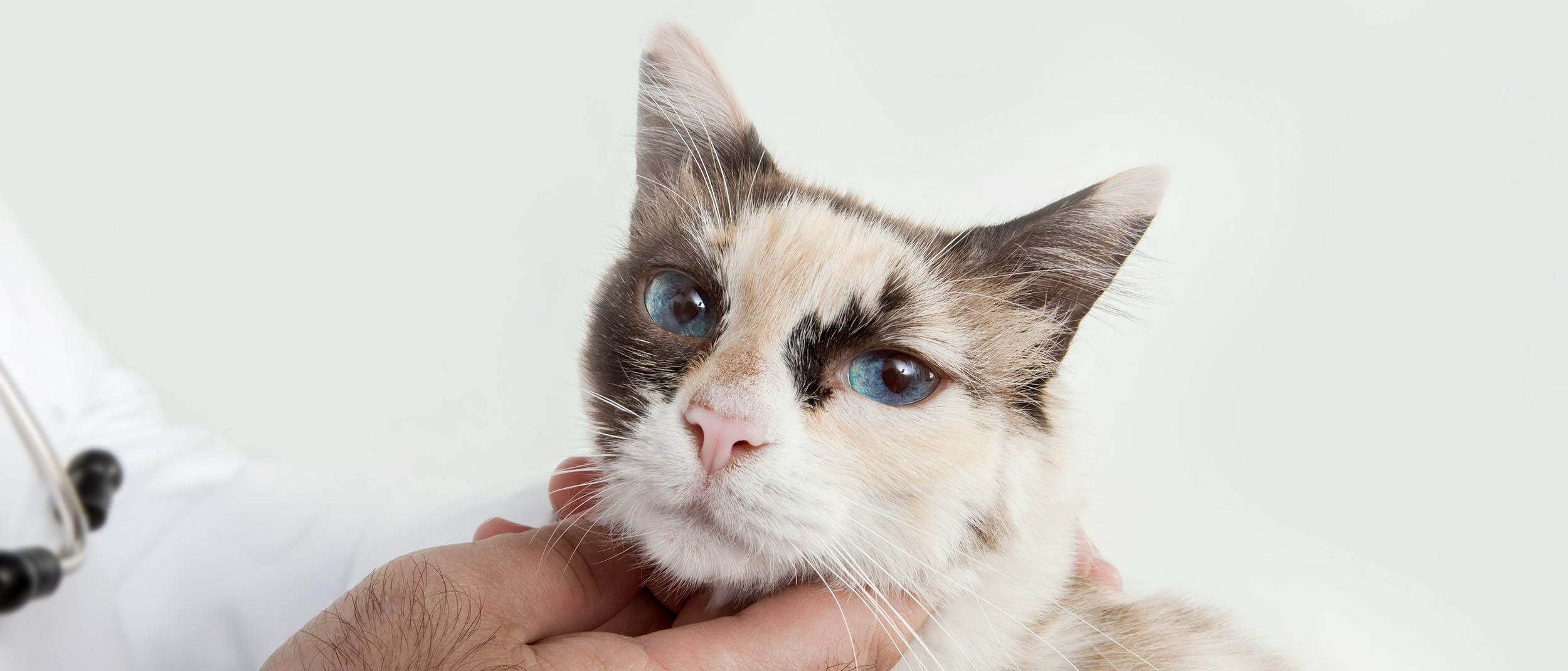 Ageing cat sitting down being examined by a vet.