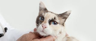Malattie tipiche del gatto anziano