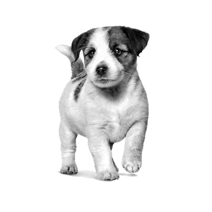 VHN-PACKAGING EMBLEMATIC-ALL PUPPIES-VHN TRANSVERSAL PACKAGING CHARTER