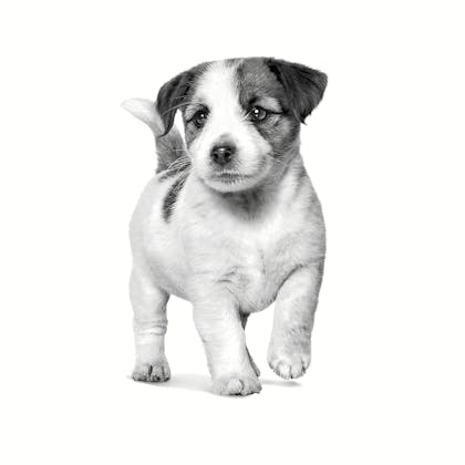 VHN-PACKAGING EMBLEMATIC-ALL PUPPIES-VHN TRANSVERSAL PACKAGING CHARTER