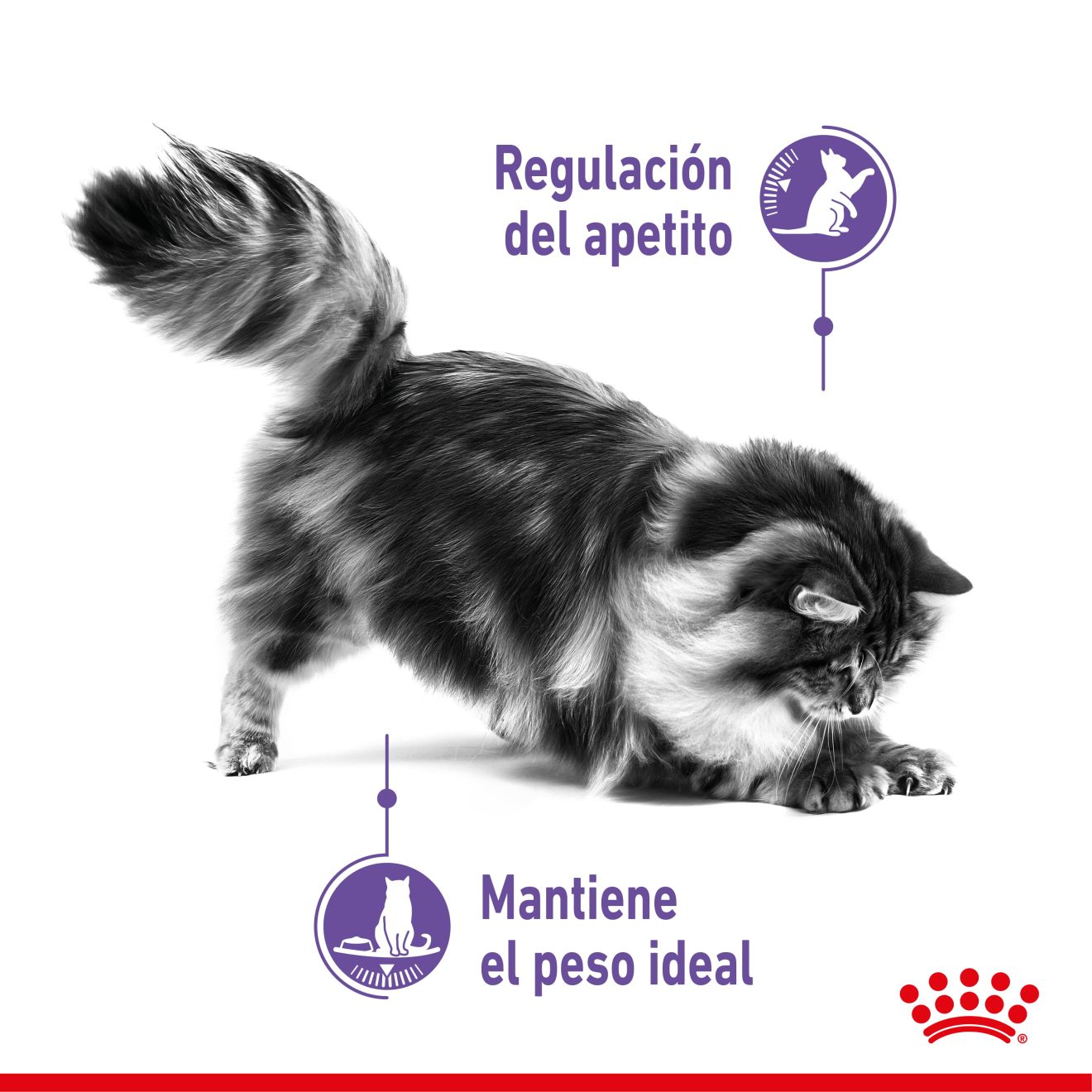 Appetite Control Care Gato