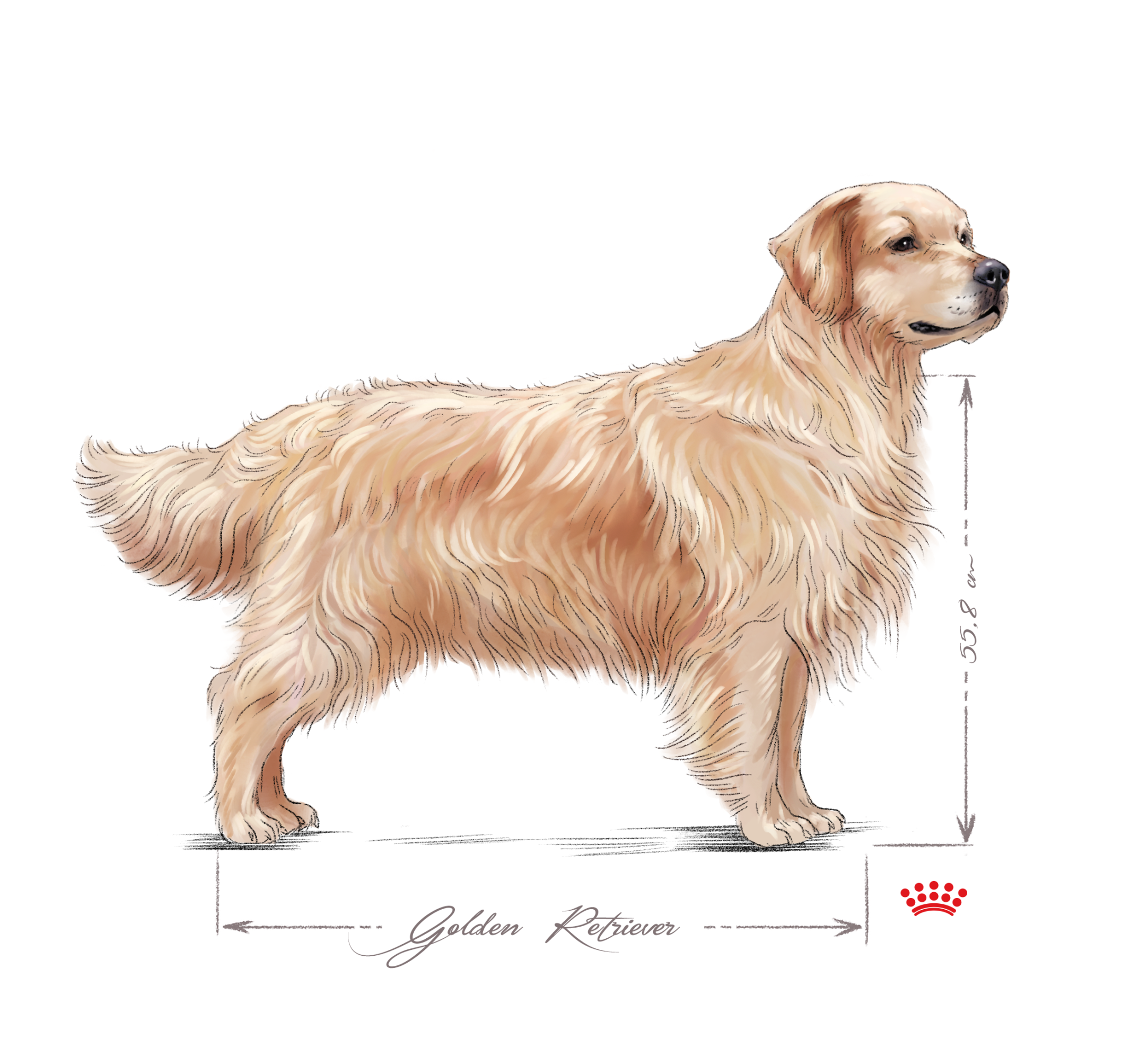 Volwassen zwart-witte Golden Retriever