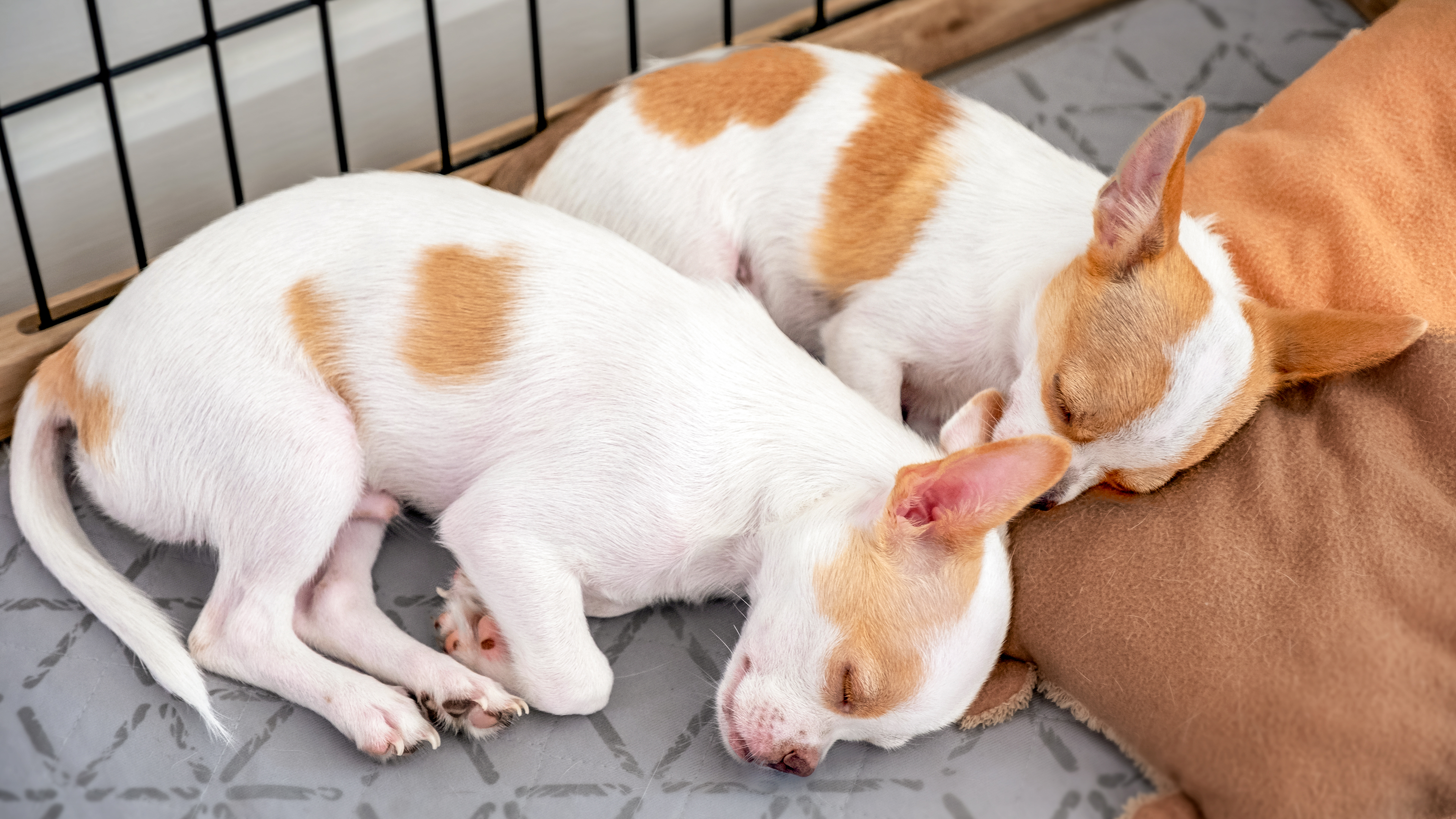 Chihuahua puppies sleeping in a dog crate