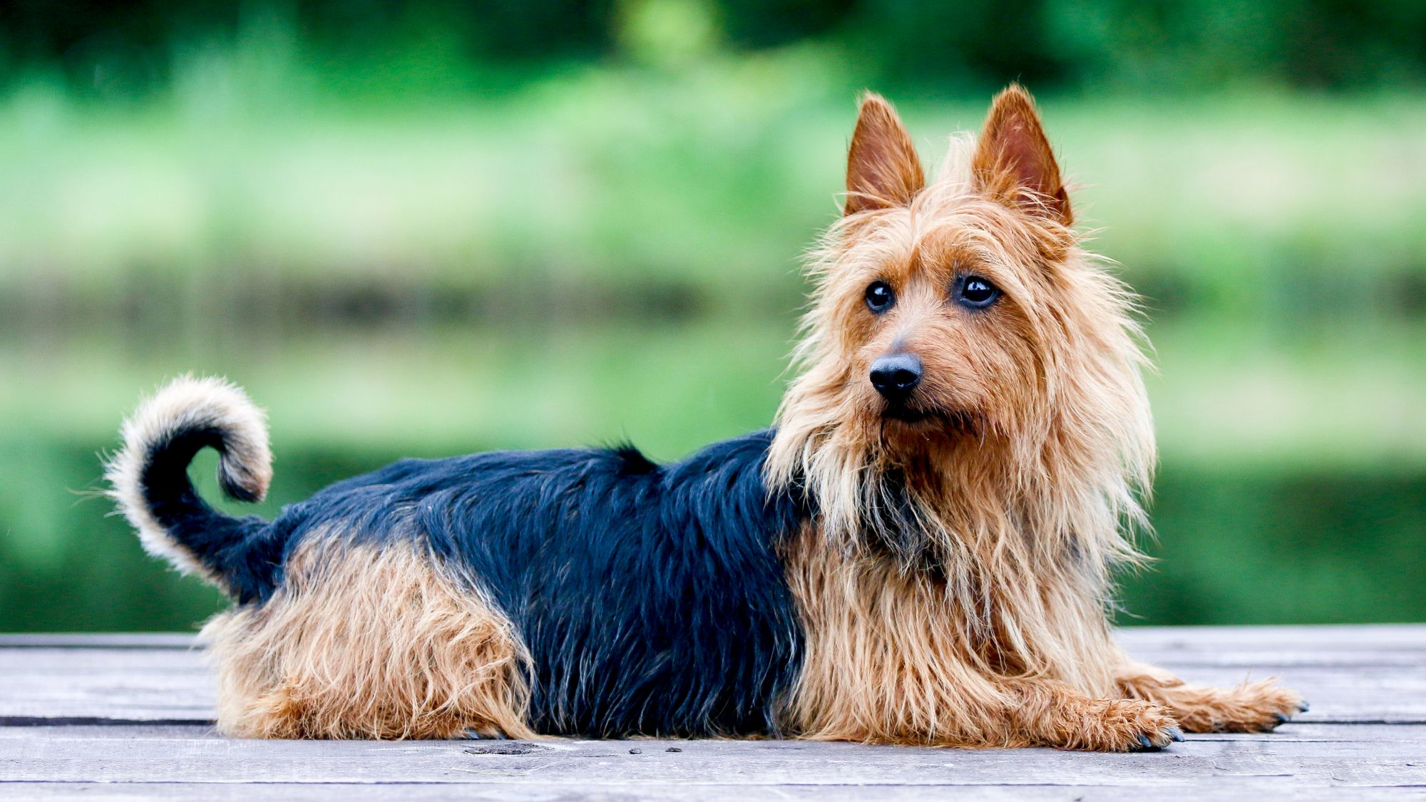 Australian Terrier laying on a wooden picnic table