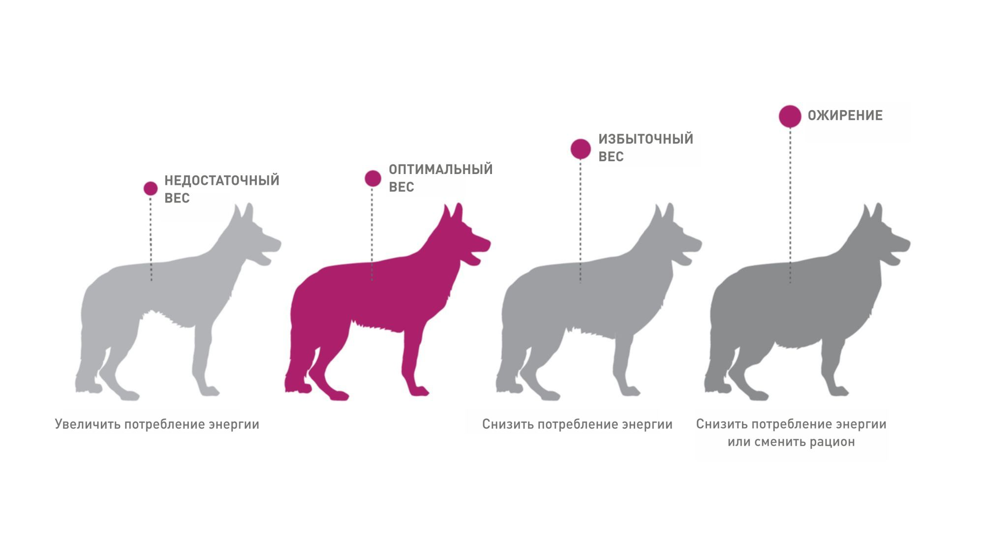 Оценка упитанности собаки | Eukanuba