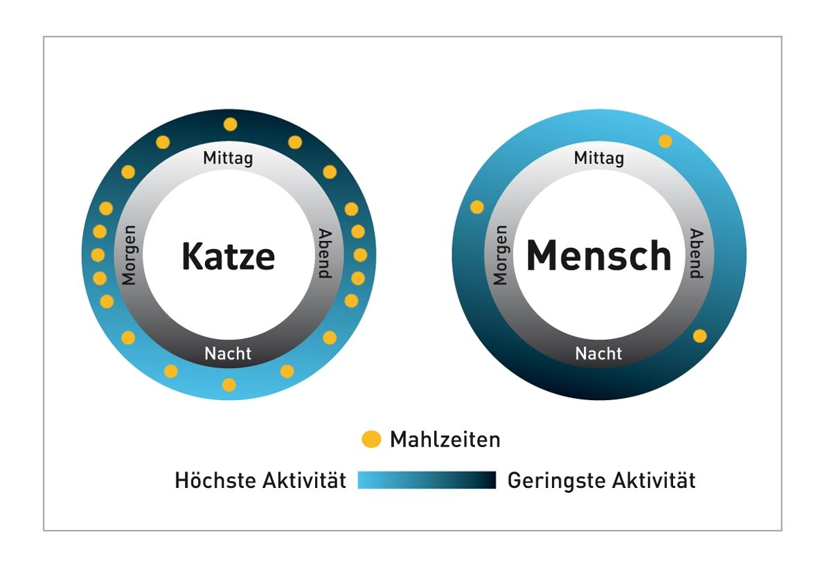 Die Aktivitäts- und Ernährungsmuster von Katzen und Menschen unterscheiden sich signifikant.