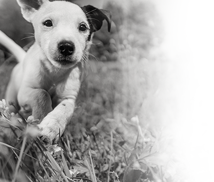 royal canin - start of life