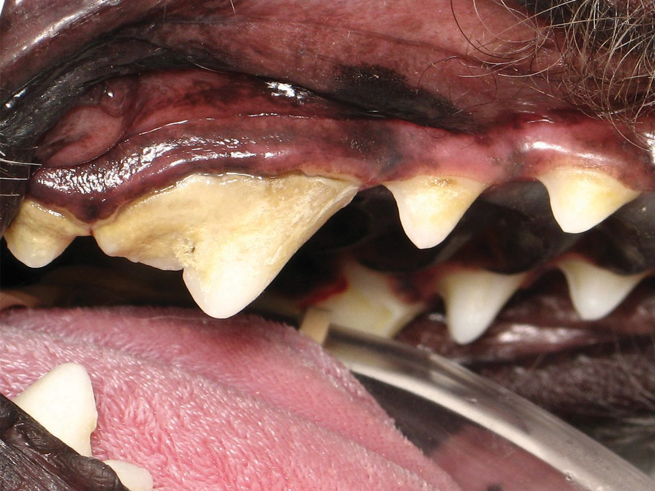 Stage 2 of canine dental disease