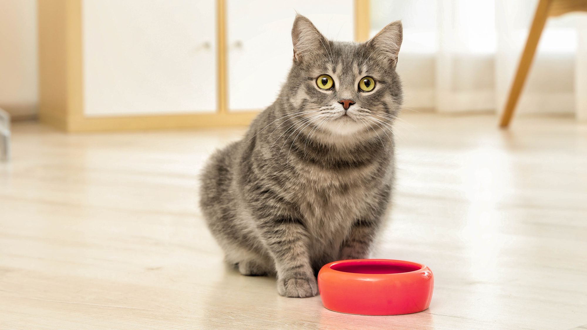 Cat with orange bowl