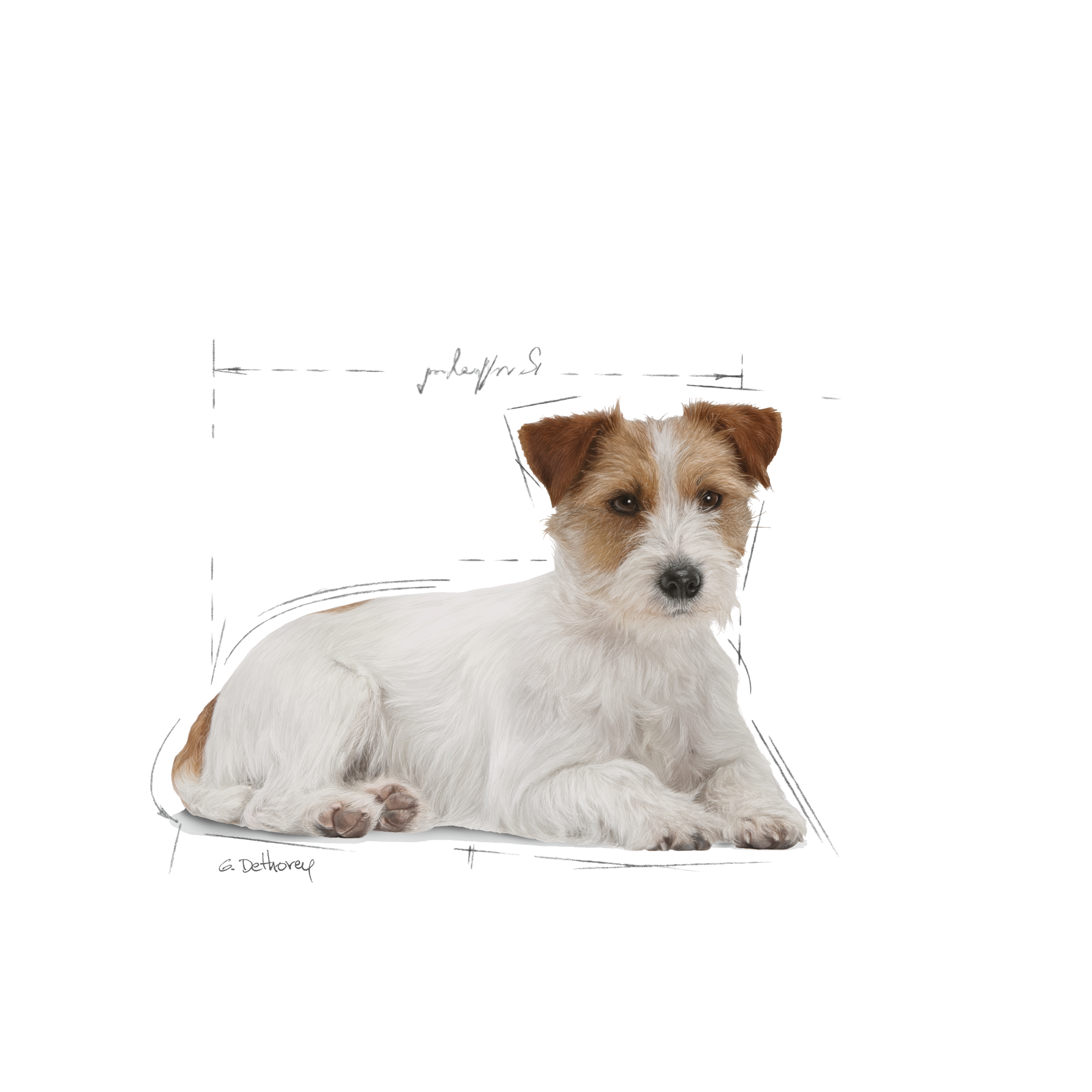 Mini Ageing 12+ | Royal Canin LT