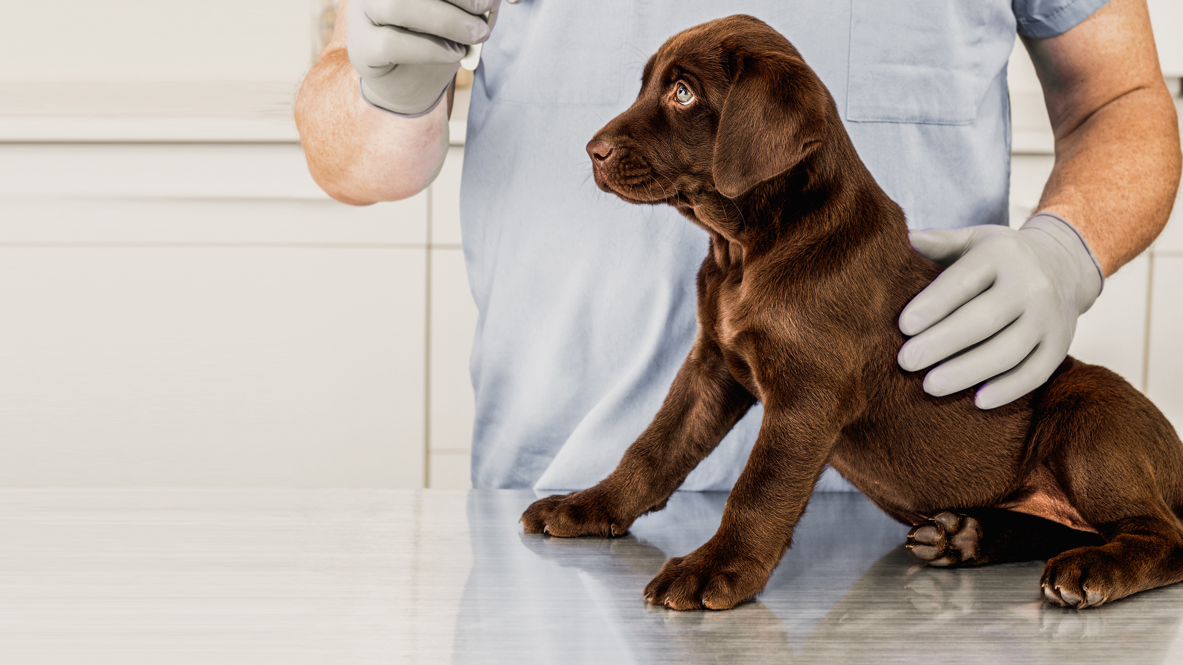 Brown Labrador Retriever puppy sitting on a table being examined by a vet